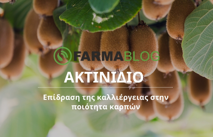 Ακτινίδιο: Επίδραση της καλλιέργειας στην ποιότητα καρπών