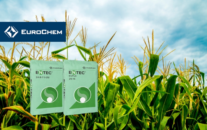 Βασική λίπανση καλαμποκιού με τη EuroChem για μέγιστη απόδοση