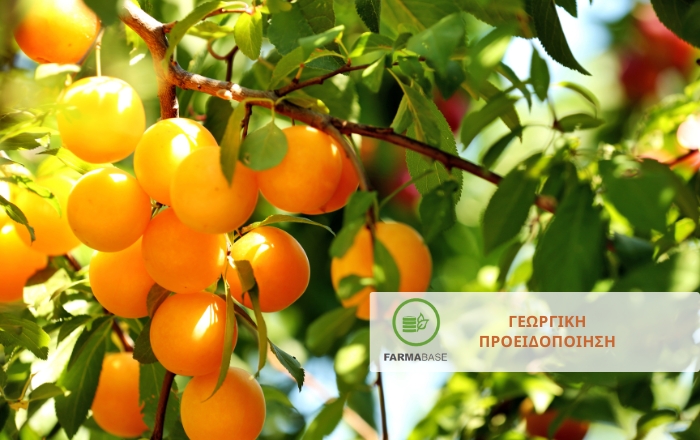 Πυρηνόκαρπα: Ασφαλείς επεμβάσεις φυτοπροστασίας λίγο πριν τη συγκομιδή