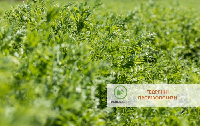 Οι καιρικές συνθήκες ευνοούν την εμφάνιση εντομολογικών εχθρών και ασθενειών στις καλλιέργειες Οσπρίων