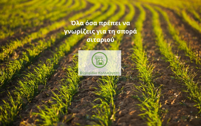 Εγχειρίδιο Καλλιεργητή - Όλα όσα πρέπει να γνωρίζεις για τη σπορά σιταριού