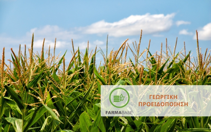 Diabrotica virgifera στον Αραβόσιτο: Πώς να Προστατεύσετε την Καλλιέργειά σας