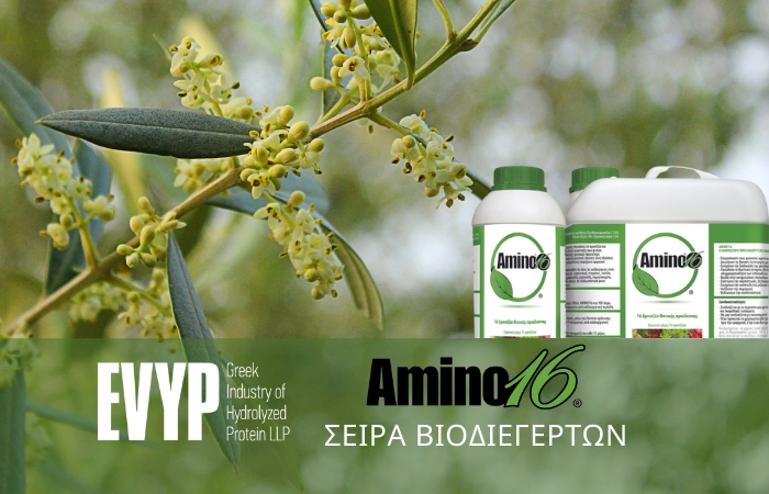Πως το Amino16 βοηθάει στη διαφοροποίηση των οφθαλμών της Ελιάς