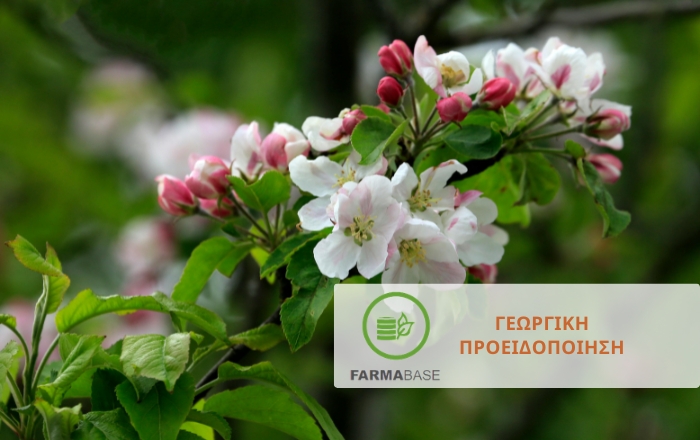 Μηλοειδή: Φυτοπροστασία από την έναρξη βλάστησης έως την καρπόδεση