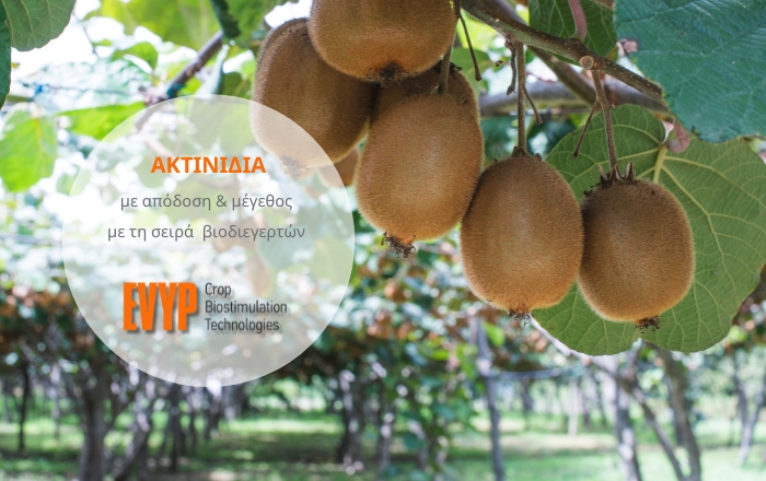 Ακτινίδια με απόδοση & μέγεθος με τη σειρά βιοδιεγερτών της ΕΒΥΠ