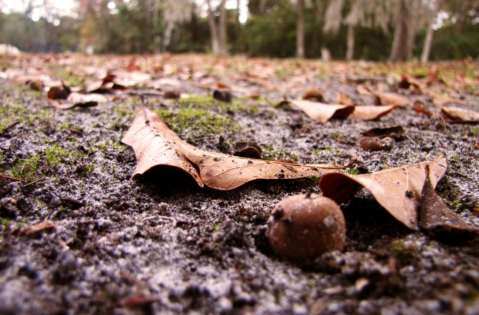 Οι ωφέλιμοι μύκητες και η κατεργασία του εδάφους, μάλλον δεν τα πάνε και πολύ καλά…
