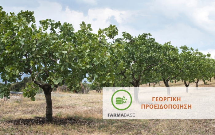 Φιστικιά: Στρατηγικές αντιμετώπισης εχθρών για τη μείωση του διαχειμάζοντος πληθυσμού