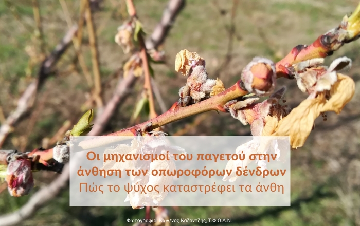 Οι μηχανισμοί του παγετού στην άνθηση των οπωροφόρων δένδρων: Πώς το ψύχος καταστρέφει τα άνθη