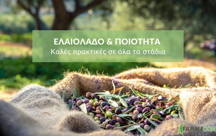Ελαιόλαδο & ποιότητα: καλές πρακτικές σε όλα τα στάδια