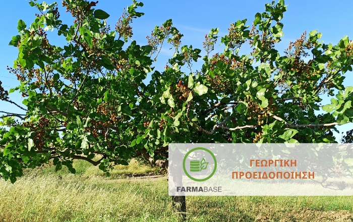 Φιστικιά & Ασθένειες: Τι να γνωρίζετε πριν τη νέα καλλιεργητική περίοδο