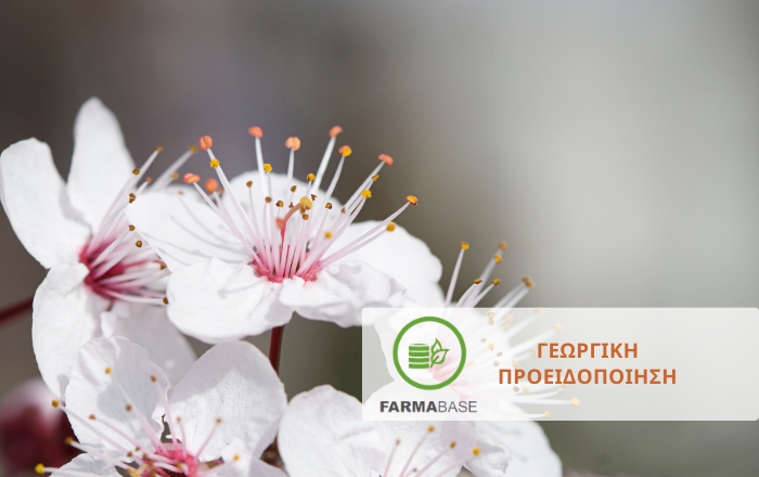 Αμυγδαλιά: Προληπτική φυτοπροστασία μονίλια στην πλήρη άνθηση