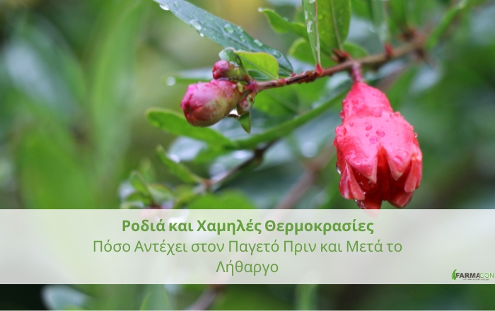 Ροδιά και Χαμηλές Θερμοκρασίες: Πόσο Αντέχει στον Παγετό Πριν και Μετά το Λήθαργο;