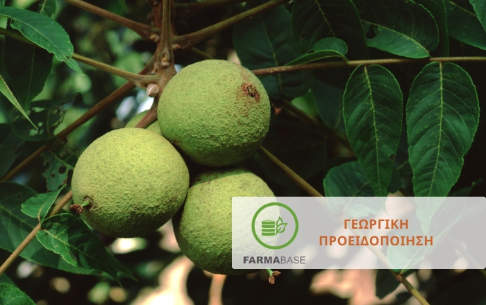 Καρυδιά: Μέτρα προστασίας πριν και μετά τη φύτευση