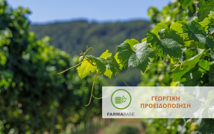 Αμπέλι: Φυτοπροστασία κατά το στάδιο της βλάστησης