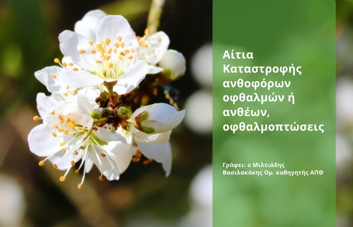 Αίτια Καταστροφής ανθοφόρων οφθαλμών ή ανθέων, οφθαλμοπτώσεις