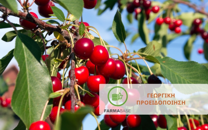 Πυρηνόκαρπα: Φυτοπροστασία κατά της μονίλιας στο στάδιο της ωρίμανσης