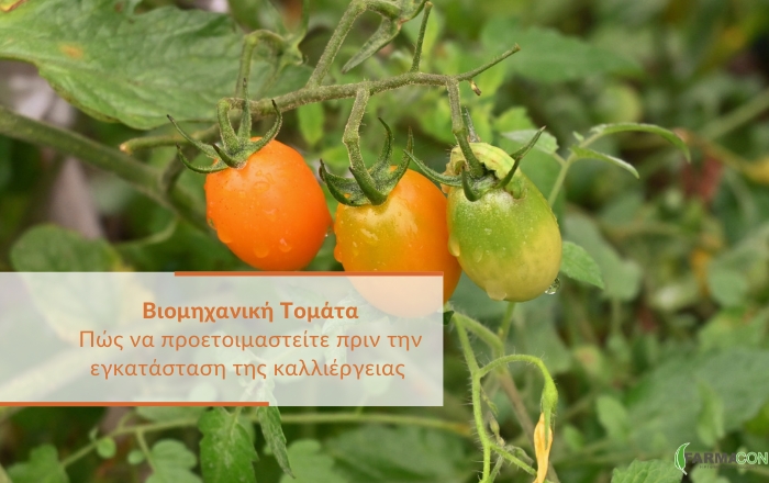 Πώς να προετοιμαστείτε πριν την εγκατάσταση της καλλιέργειας Βιομηχανικής Τομάτας