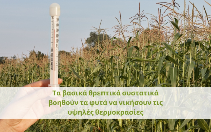 Τα βασικά θρεπτικά συστατικά βοηθούν τα φυτά να νικήσουν τις υψηλές θερμοκρασίες