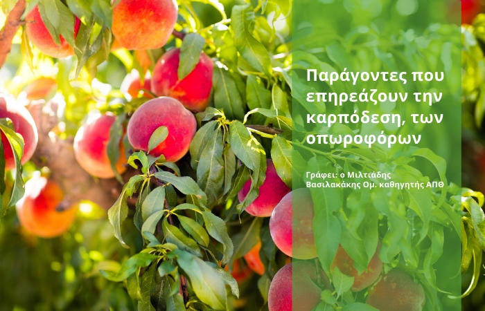 Παράγοντες που επηρεάζουν την καρπόδεση, άρα και την παραγωγικότητα των οπωροφόρων