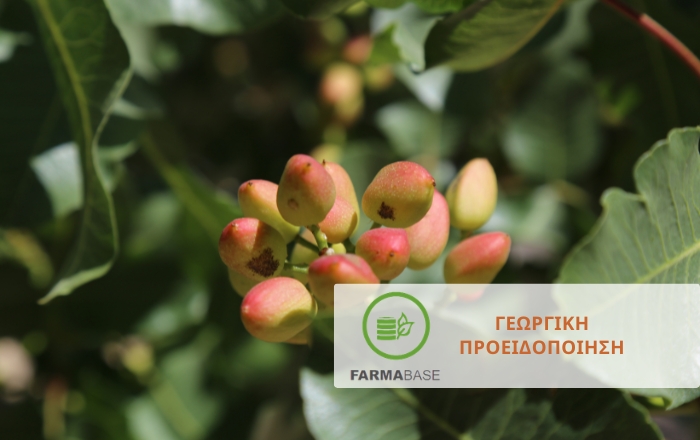 Φιστικιά: Οι πιο σημαντικές ασθένειες κορμού και ριζικού συστήματος