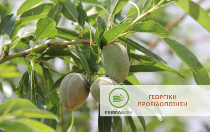 Αμυγδαλιά: Οδηγός Φυτοπροστασίας για Μέγιστη Απόδοση