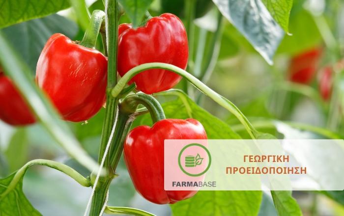 Οδηγίες φυτοπροστασίας για την πυραλίδα στην πιπεριά