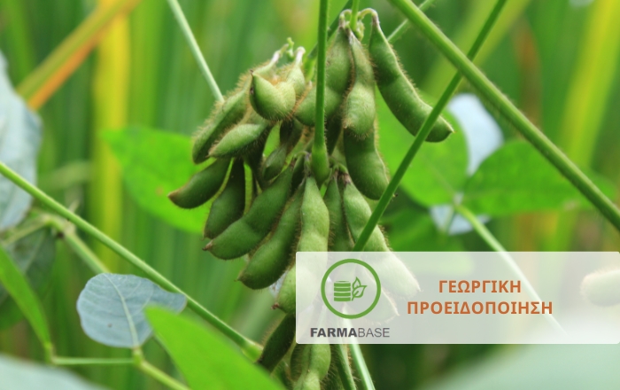 Σόγια: Πρώτη καταγραφή τροπικού εντομολογικού εχθρού στην Ελλάδα