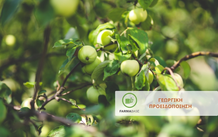 Μηλιά: Προληπτικά μέτρα φυτοπροστασίας για την έναρξη της 1ης πτήσης Καρπόκαψας