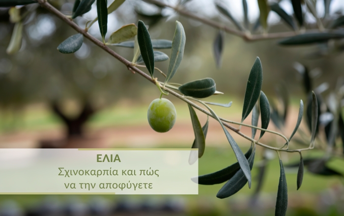 Τι είναι η σχινοκαρπία στην ελιά και πώς να την αποφύγετε