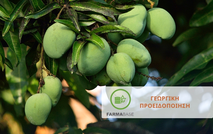 Εμφάνιση του επιβλαβούς οργανισμού καραντίνας 