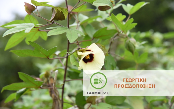 Χαμηλά τα επίπεδα συλλήψεων Πράσινου και Ρόδινου σκουληκιού στη Λάρισα