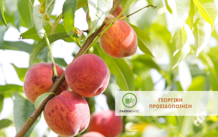 Ανάρσια & Φυλλοδέτης Ροδακινιάς: Ώρα για επέμβαση