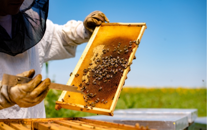 Η Περιφέρεια Θεσσαλίας στηρίζει τη Δράση «Επανεκκίνηση της Μελισσοκομίας στη Θεσσαλία» του οργανισμού Νέα Γεωργία Νέα Γενιά