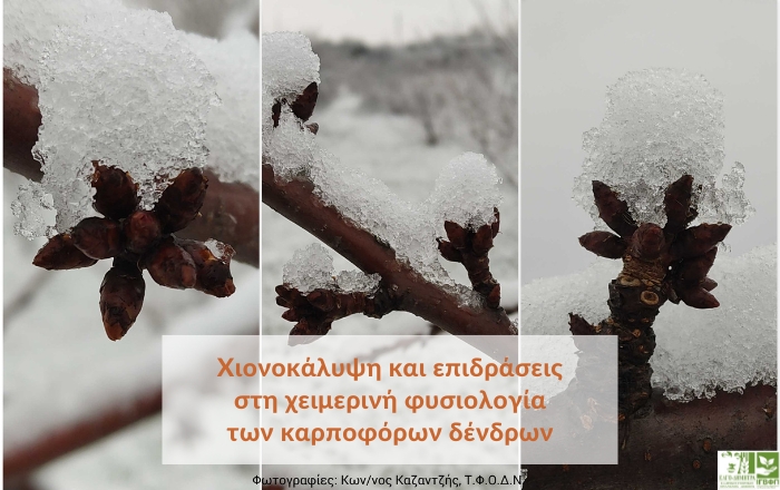 Χιονοκάλυψη και επιδράσεις στη χειμερινή φυσιολογία των καρποφόρων δένδρων
