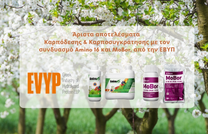 Άριστα αποτελέσματα Καρπόδεσης και Καρποσυγκράτησης με τον συνδυασμού Amino 16 και MoBor, από την ΕΒΥΠ