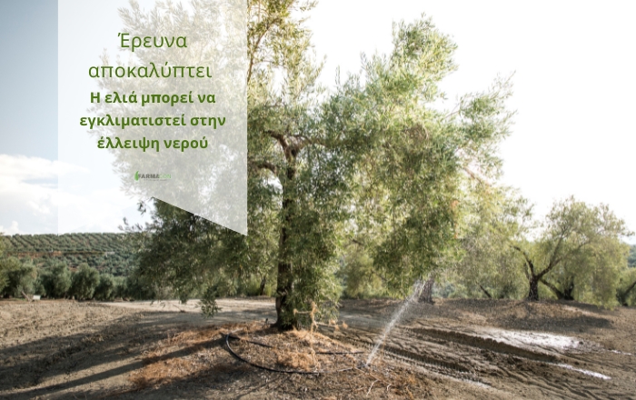 Έρευνα αποκαλύπτει: Η ελιά μπορεί να εγκλιματιστεί στην έλλειψη νερού