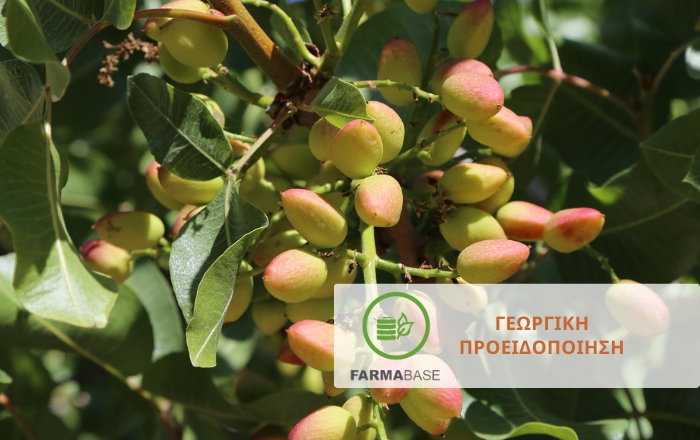 Φιστικιά σε λήθαργο: η κατάλληλη περίοδος για λίπανση και κλάδεμα