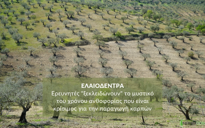 Ελαιόδεντρα: Ερευνητές 