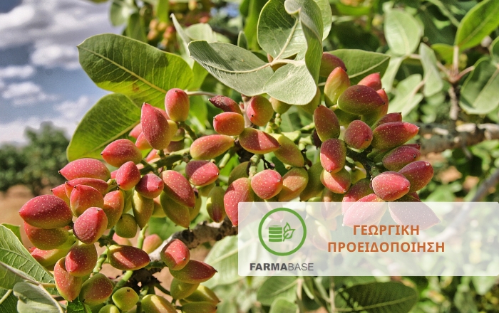 Φιστικιά: Προληπτικά μέτρα πριν και μετά τη φύτευση