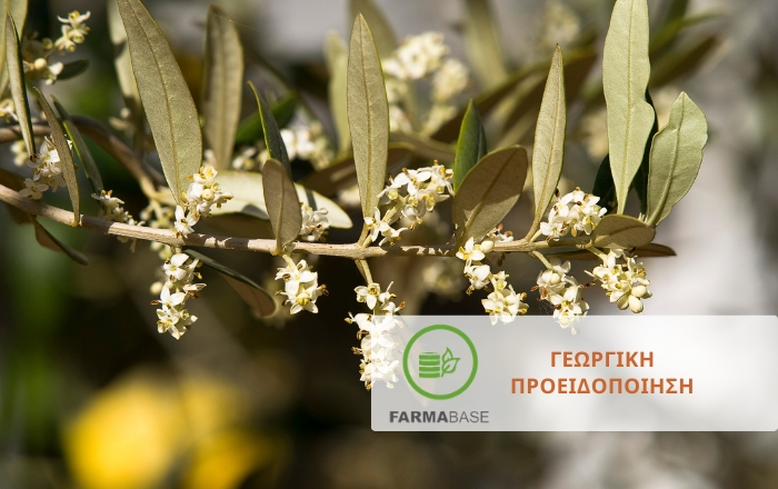 Ελιά: Αντιμετώπιση εχθρών και ασθενειών πριν την ανθοφορία