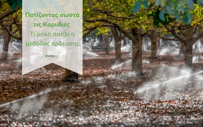 Ποτίζοντας σωστά τις καρυδιές: Τι ρόλο παίζει η μέθοδος άρδευσης