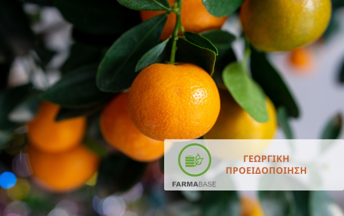 Φθινοπωρινή και Χειμωνιάτικη φυτοπροστασία στα Εσπεριδοειδή: Οδηγός για υγιείς καλλιέργειες