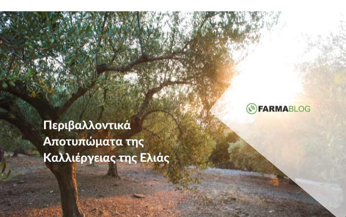 Περιβαλλοντικά Αποτυπώματα της Καλλιέργειας της Ελιάς: Προκλήσεις και Προοπτικές Αειφορίας