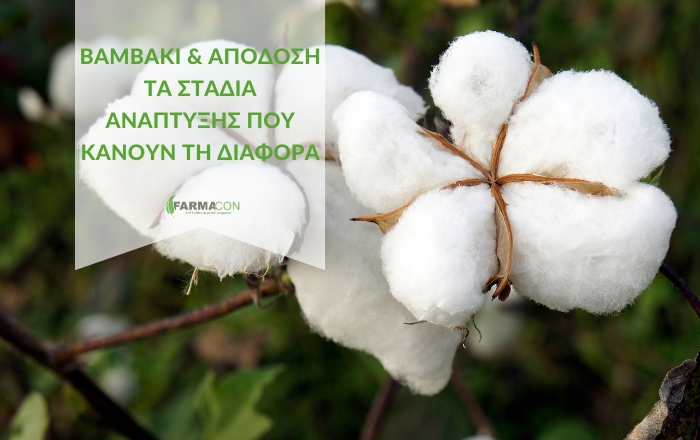 Βαμβάκι & Απόδοση: Τα Στάδια Ανάπτυξης που κάνουν τη διαφορά