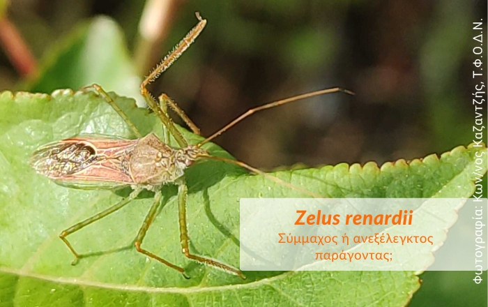 Zelus renardii, σύμμαχος ή ανεξέλεγκτος παράγοντας;