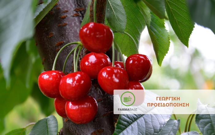 Κερασιά: Η σημασία της φυτοπροστασίας λίγο πριν τη συγκομιδή
