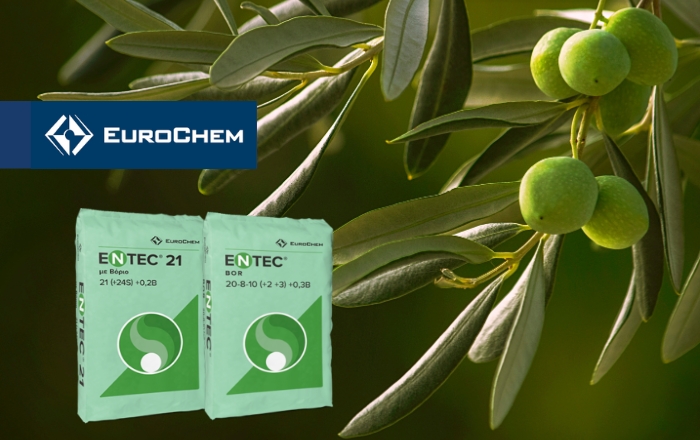 EuroChem: Ο σύμμαχος στη μετασυλλεκτική λίπανση της ελιάς