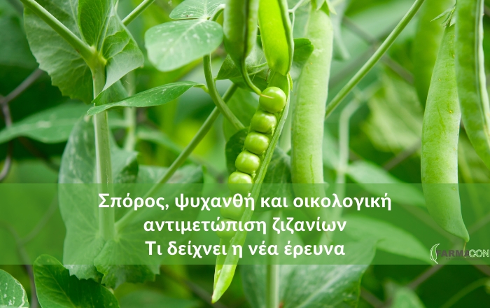 Σπόρος, ψυχανθή και οικολογική αντιμετώπιση ζιζανίων - Τι δείχνει η νέα έρευνα