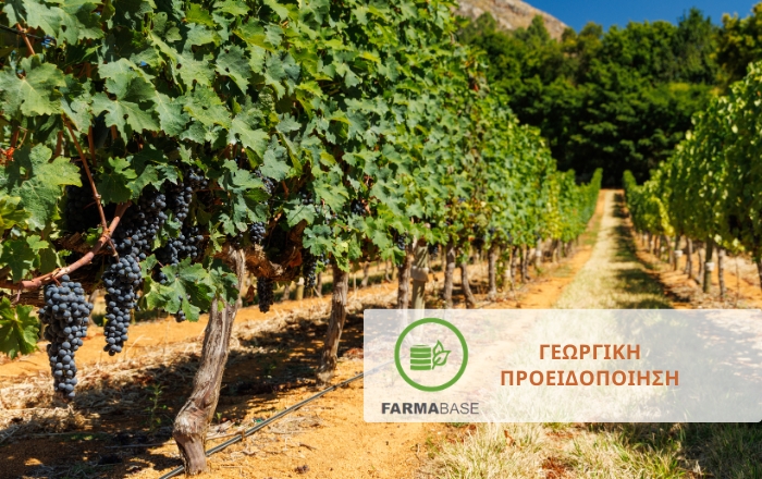 Αμπέλι: Ποιες ασθένειες θέτουν σε κίνδυνο τη φετινή παραγωγή