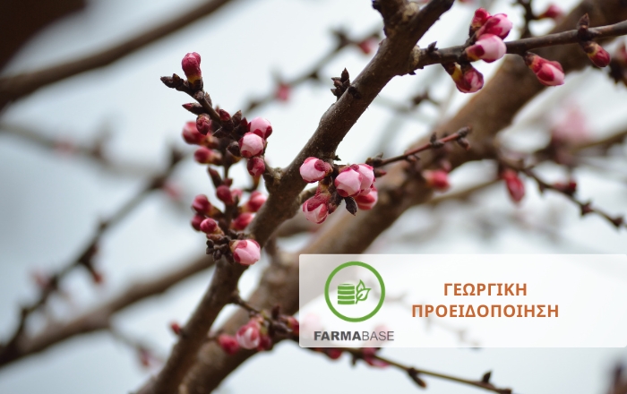 Φυτοπροστασία της Βερικοκιάς από το Κορύνεο (Stigmina carpophila)